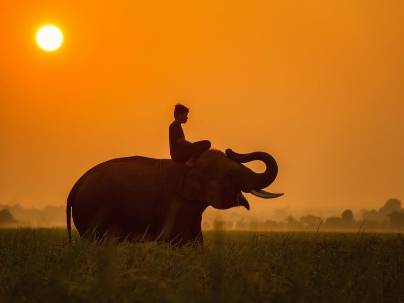 Elephant