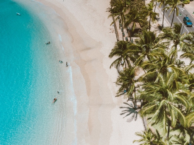 Green_Palm_Tree_on_White_Sand_Beach