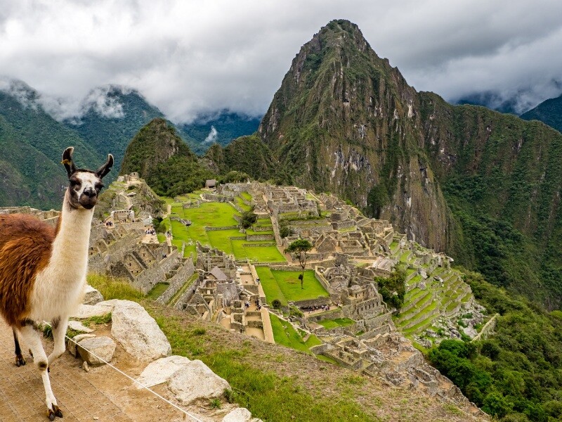 Llama_in_the_Machu_Picchu