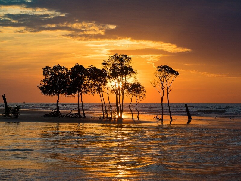 Mangrove_at_Sunset