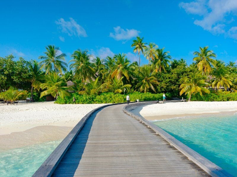 Palm-Trees-Near-Body-of-Water