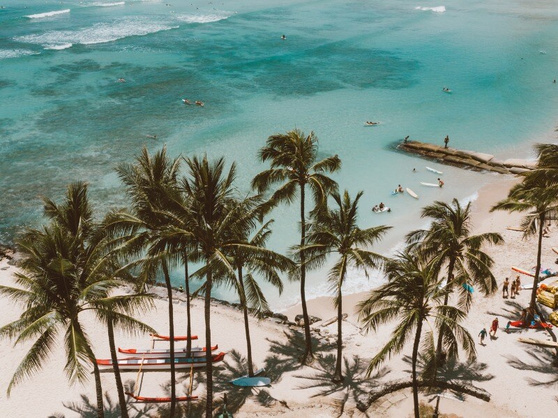 Palm_Trees_Near_Body_of_Water