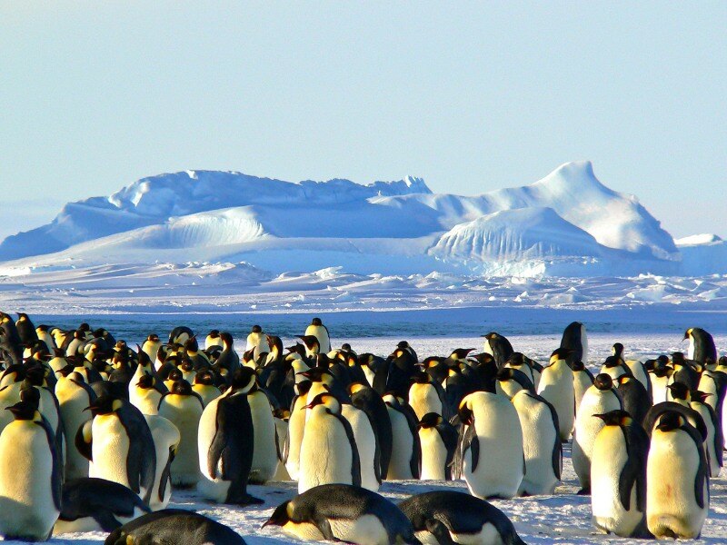 Penguins_in_Antarctic