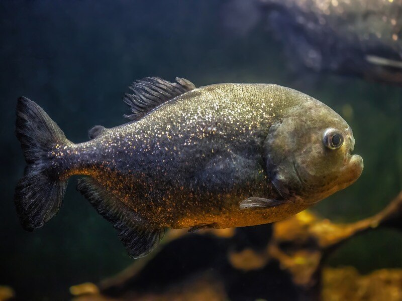 Re_bellied_piranha_swimming