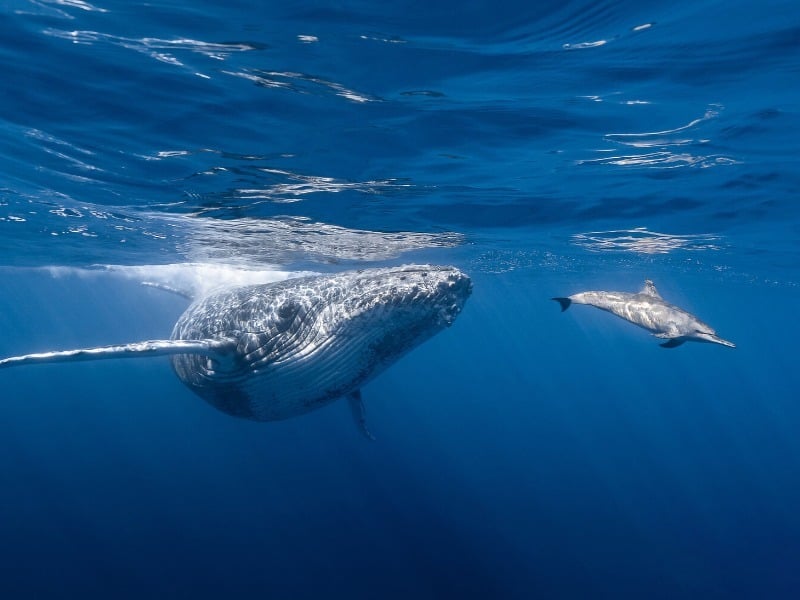 White_and_Black_Whale_in_the_Water