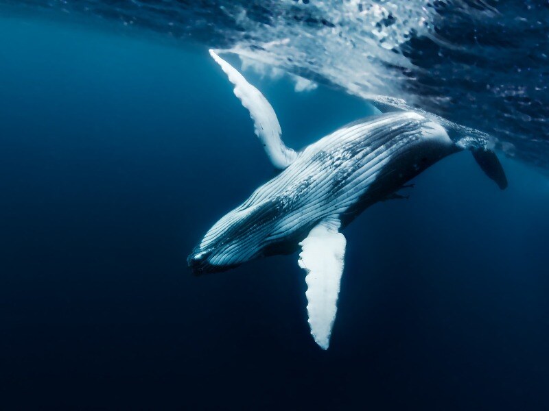 White_and_Blue_Whale_on_Blue_Water